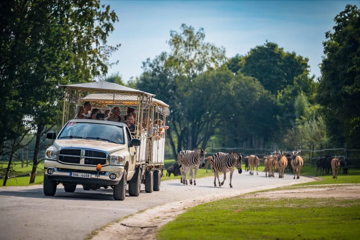 Safari Park Dvůr Králové za první čtyři dny letní sezony navštívily tisíce lidí