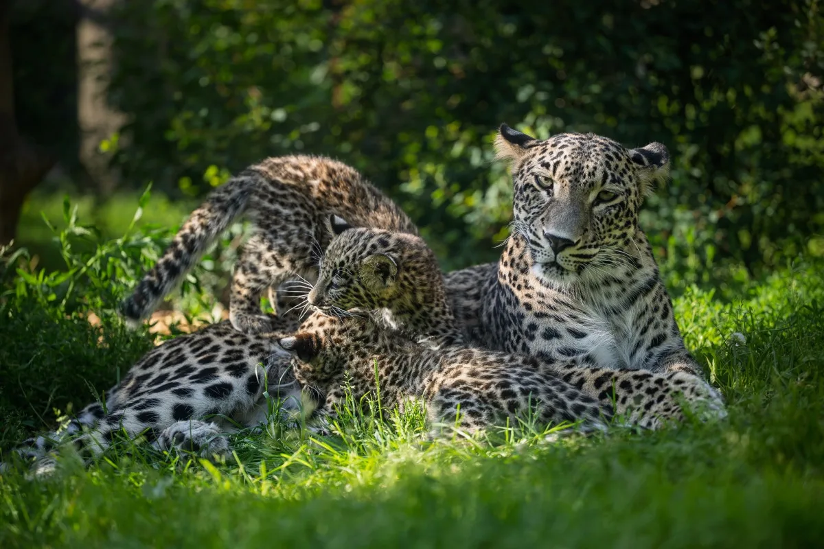 Safari Park za pololetí navštívilo přes čtvrt milionu lidí. Podobně jako loni