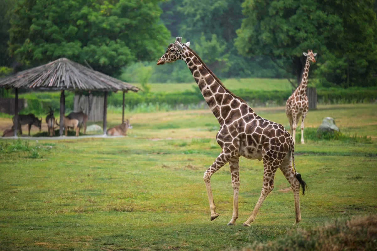 Safari Park Dvůr Králové přivítal nového samce žirafy síťované. Přicestoval ze Zoo Jihlava