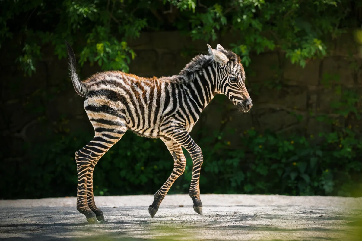 V Safari Parku Dvůr Králové nad Labem se narodilo mládě vzácné zebry bezhřívé
