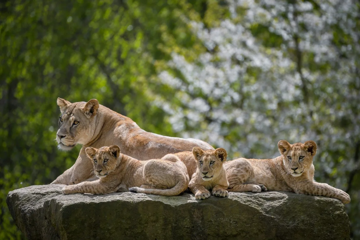 Zoo Dvůr Králové o letních prázdninách klesla návštěvnost o devět procent