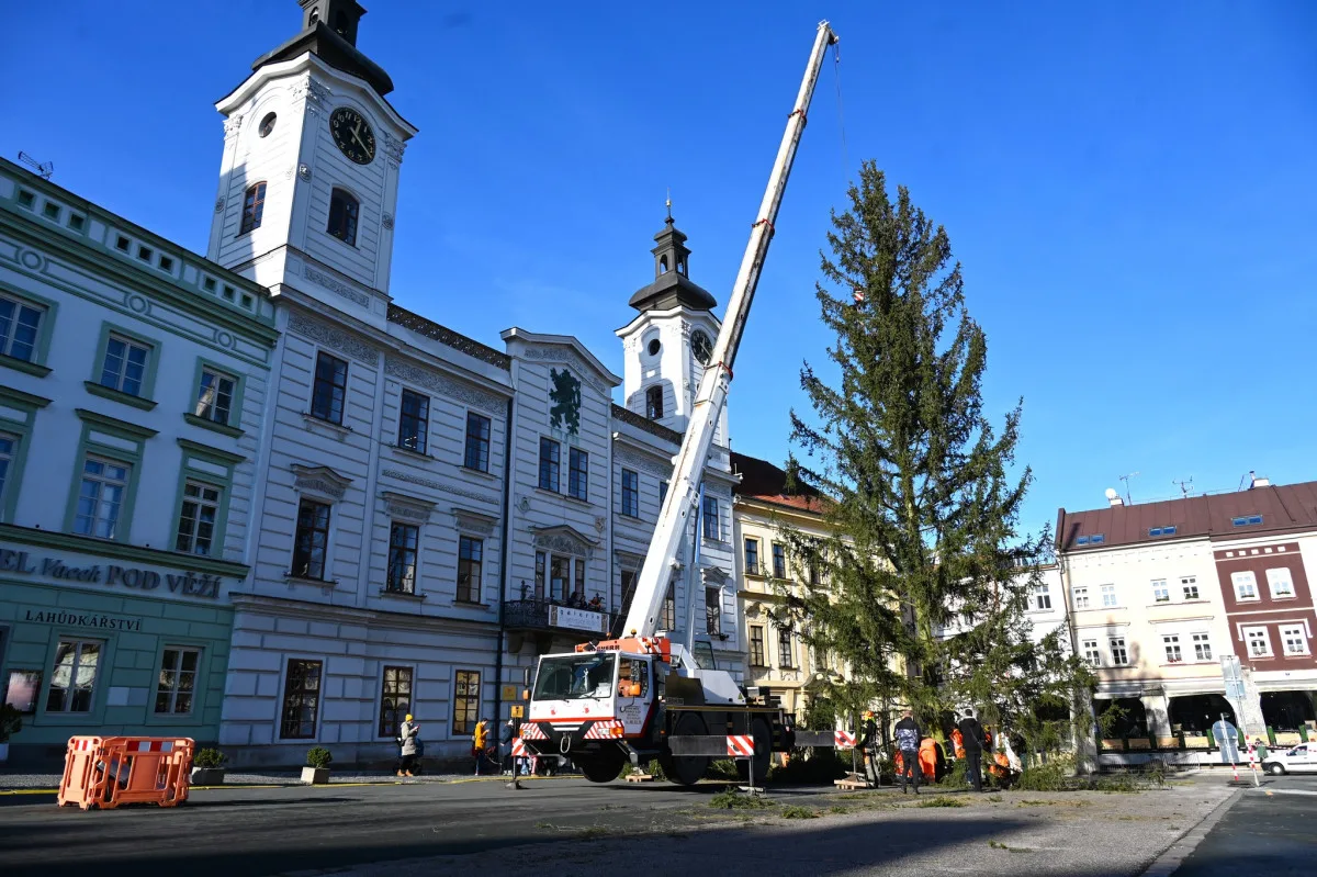Hradec Králové přiveze vánoční stromy 25. listopadu. Dorazí z Praskačky a Opatovic