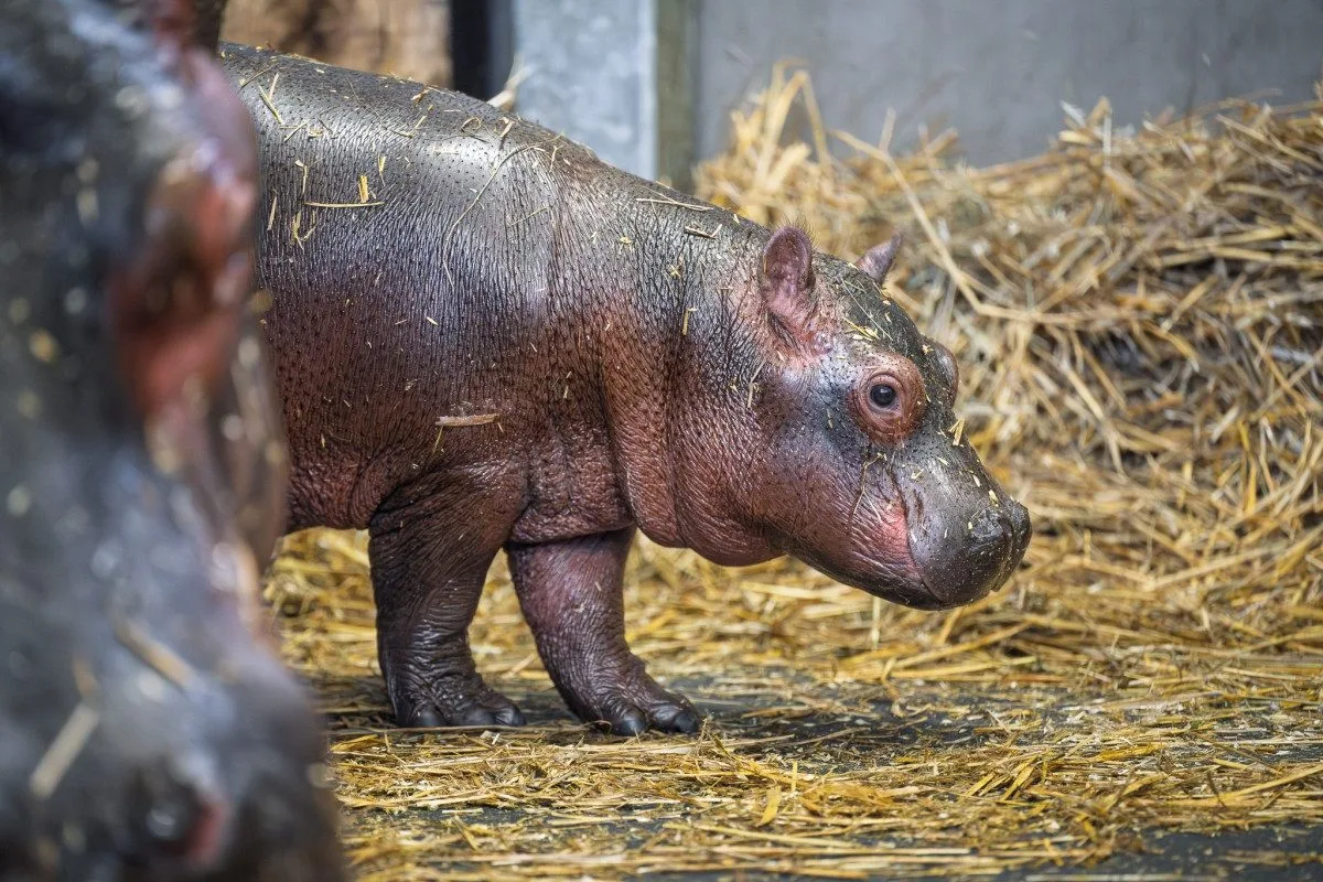 V zoo Dvůr Králové se narodili hroch a mládě ohrožené žirafy Rothschildovy
