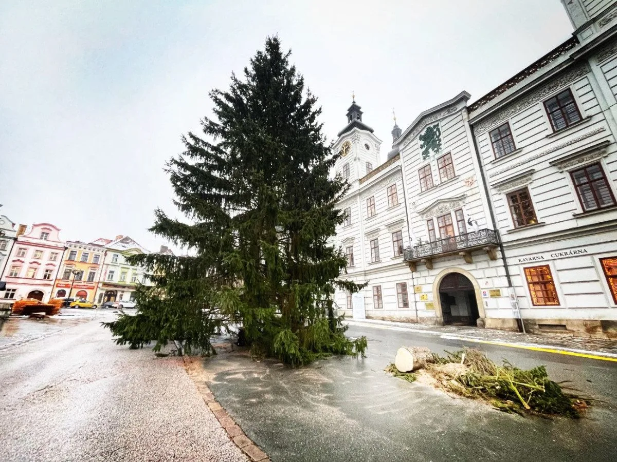Hradečané vybírají jméno pro vánoční strom, premiérově se rozsvítí v neděli