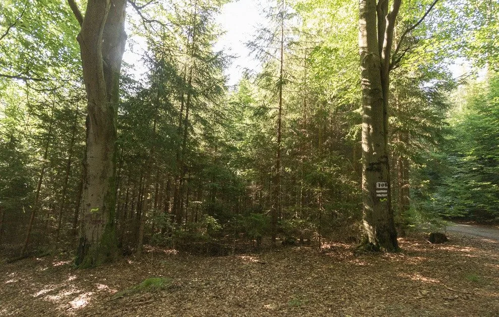 Vlnovka na stromě? Jde o biotopový strom, zůstane až do úplného rozpadu
