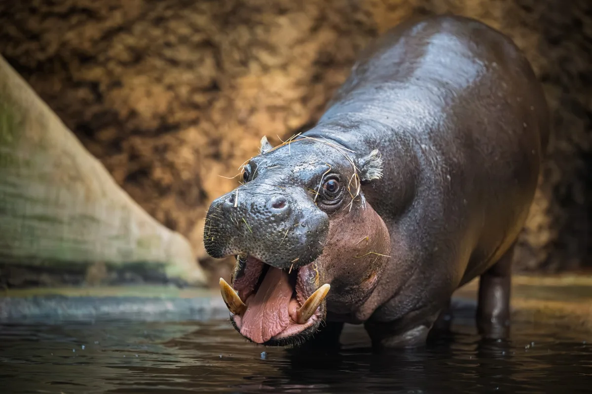 Prodlužte si pohádkové období, zkuste si dát africkou verzi ve dvorském SAFARI PARKU
