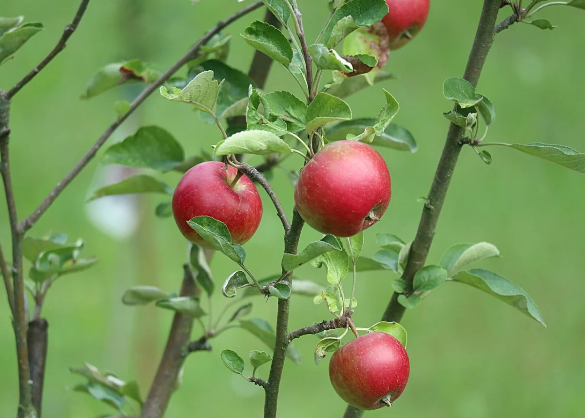 Podle degustátorů z Jičínska jsou nejchutnějšími jablky odrůdy Rubín a Lyra