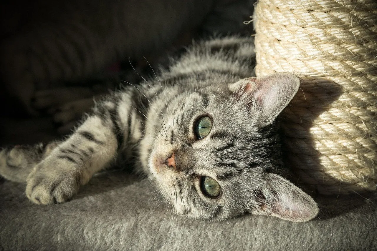 kote
