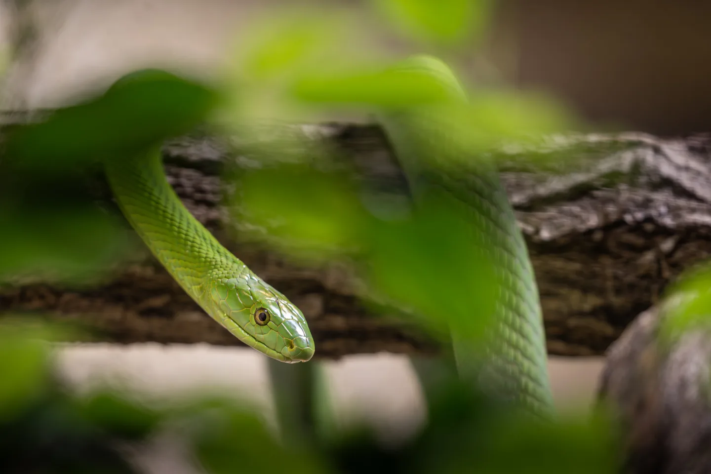 Zoo Dvůr Králové začala s chovem mamb zelených, jiné dva druhy mamb již chová
