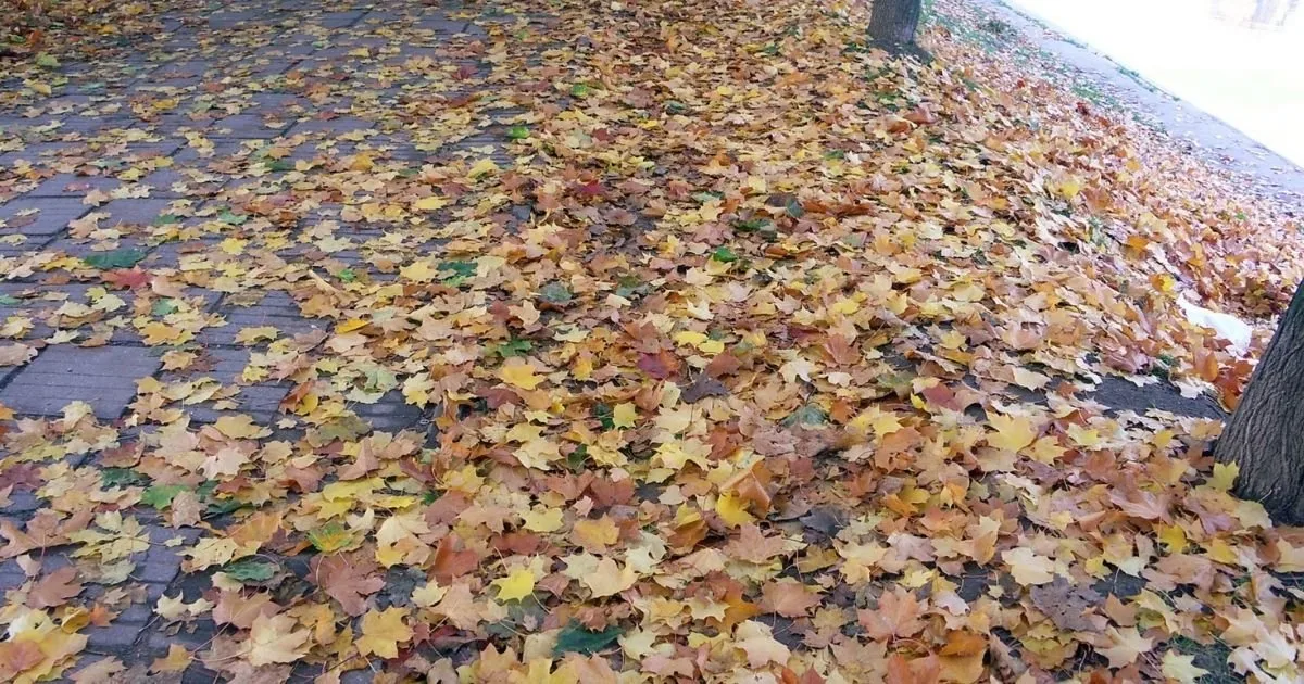 Listí z aleje řeší soud 9 let. Město má lidem zaplatit půl milionu za úklid