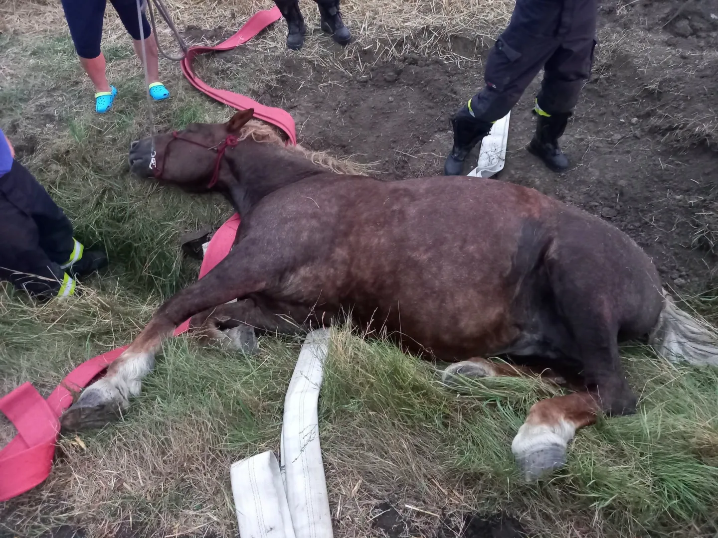 FOTO: 900kilový kůň spadl do příkopu. Hasiči ho zachraňovali speciální sítí