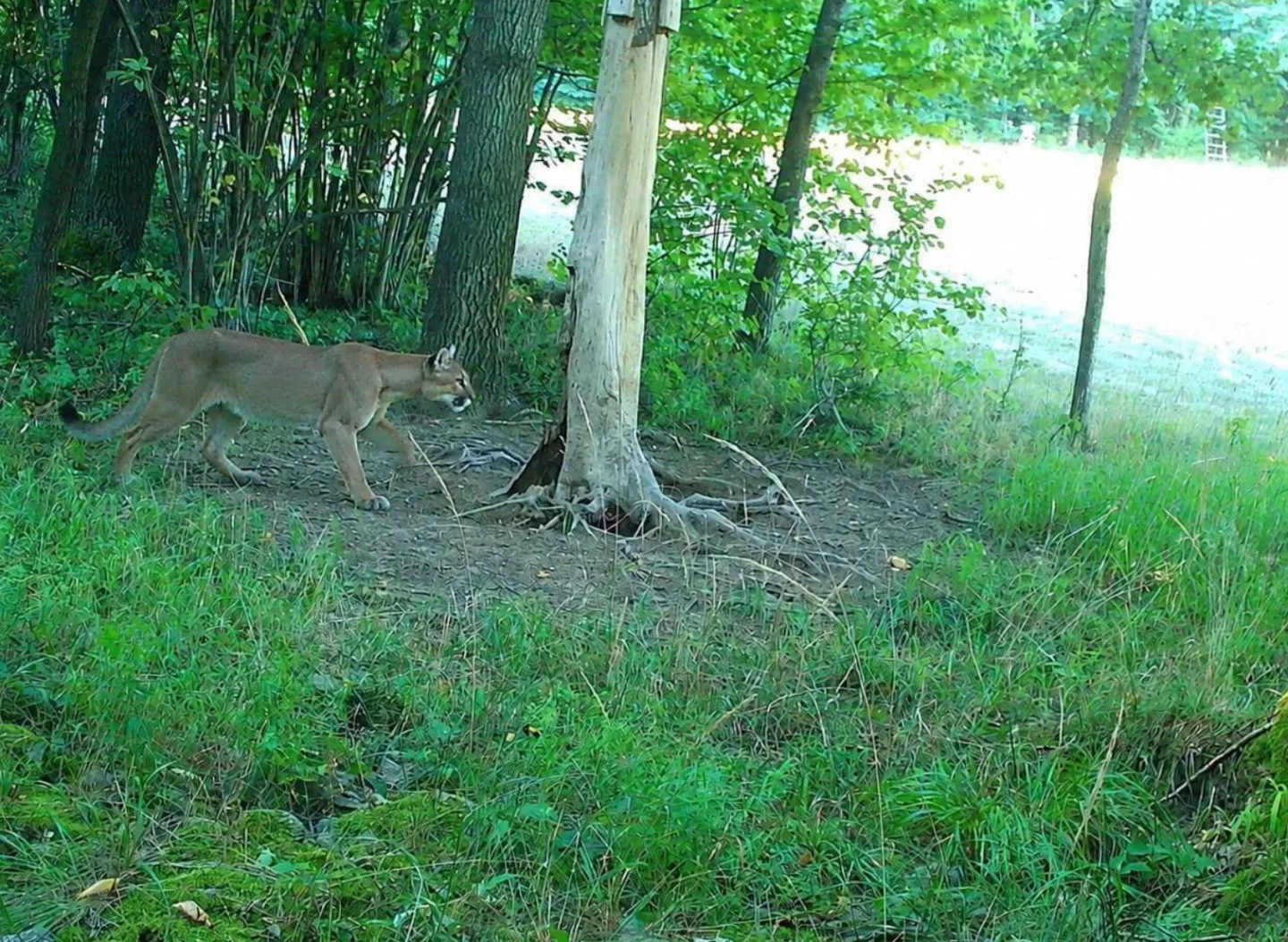 Puma u českých hranic? Fotka z fotopasti byla podvrh, hlásí policie