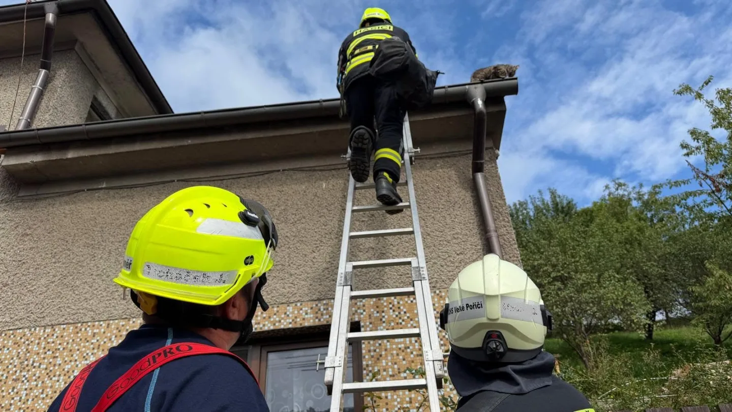 Nejčastější otázka na hasiče dostala odpověď. Ano, zachraňují kočky