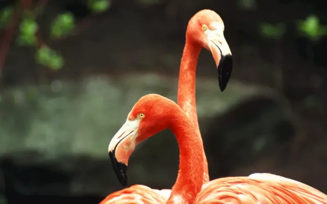 Jarní prázdniny v Safari Parku Dvůr Králové 