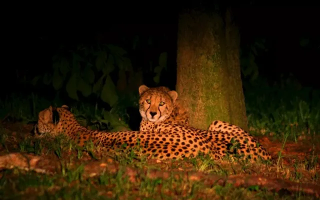 Večerní safari v Safari Parku ve Dvoře Králové