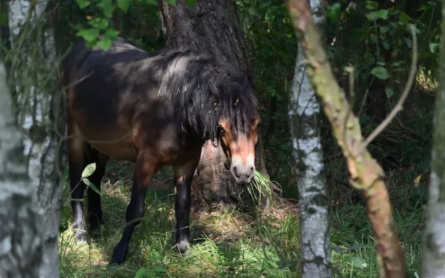 Koně v hradecké lokalitě Na Plachtě