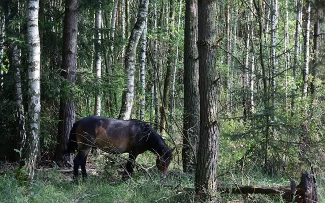 Koně v hradecké lokalitě Na Plachtě