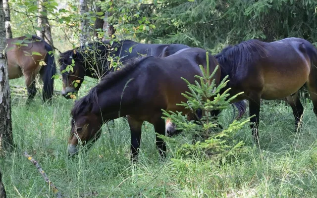 Koně v hradecké lokalitě Na Plachtě