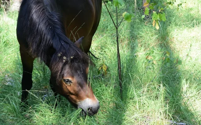 Koně v hradecké lokalitě Na Plachtě