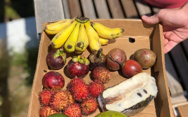 Na Náplavce se bude ochutnávat exotické ovoce, Virunga doveze annony, dračí ovoce i jackfruity