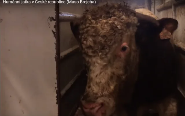 Smrt v přímém přenosu. Budou na českých jatkách kamery?