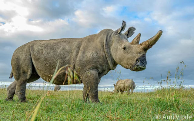 Safaripark Dvůr Králové nad Labem