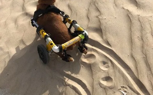 Charlieho chtěli majitelé nechat po nehodě utratit, teď je z něj izraelská celebrita