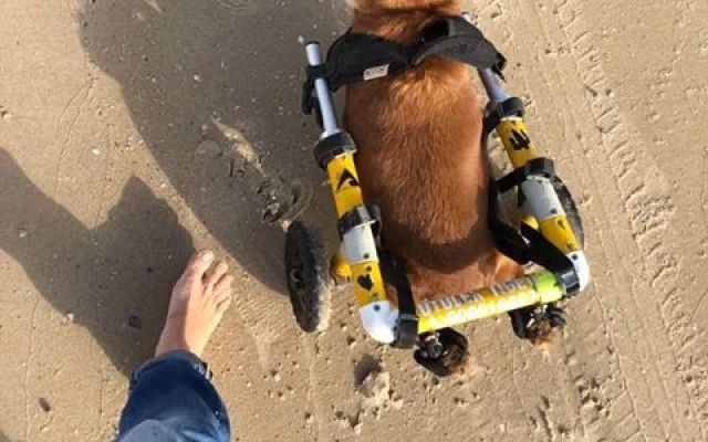 Charlieho chtěli majitelé nechat po nehodě utratit, teď je z něj izraelská celebrita