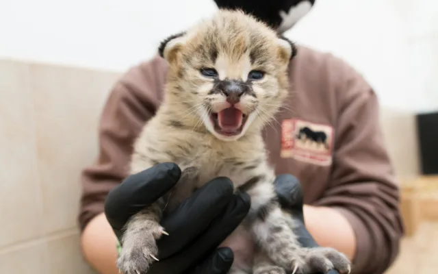 FOTO: Safari Park ve Dvoře má nový přírůstek. Dvojčátka servalů odchovají netradičně samice i samec