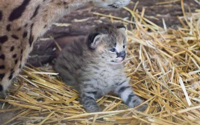 FOTO: Safari Park ve Dvoře má nový přírůstek. Dvojčátka servalů odchovají netradičně samice i samec