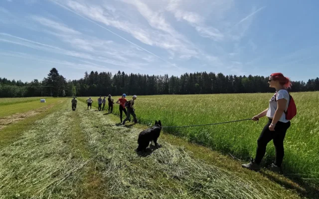 Sekačky zabijí tisíce srnčat, zachránit se je snaží myslivci i dobrovolníci