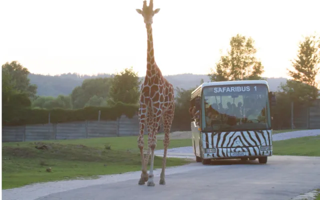 VProjížďka Safaribusem a žirafí samec Mika