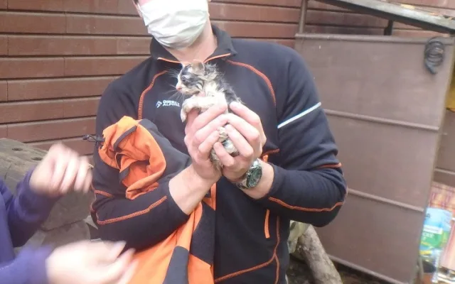Zachráněné kotě