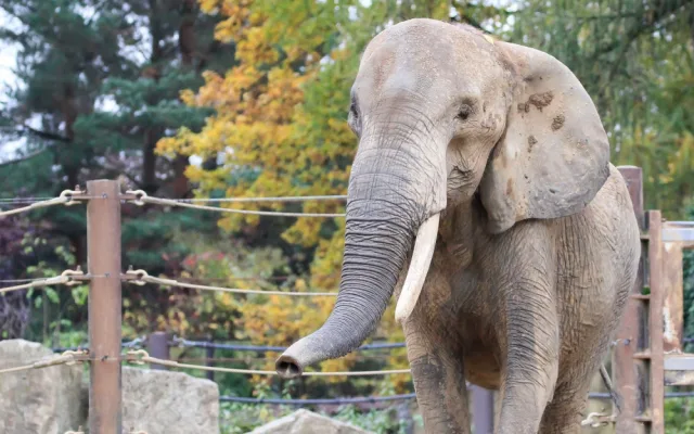 Slonice z Rakouska se má v Safari Parku čile k světu. Zvyká si na nové prostředí a už chodí ven