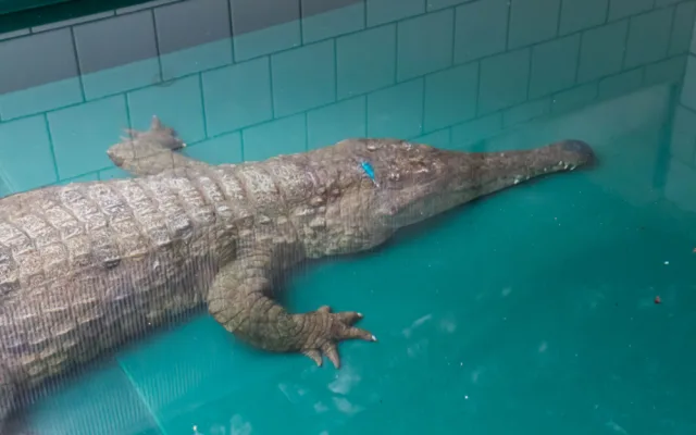 Samice vzácného krokodýla štítnatého