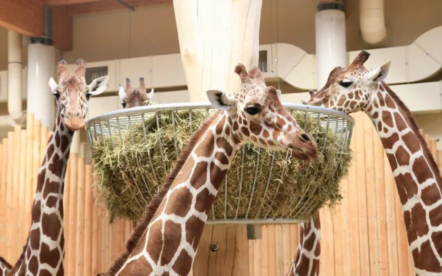 Safari Park během pandemie přišel o 30 milionů korun. I tak se letos narodilo 630 mláďat