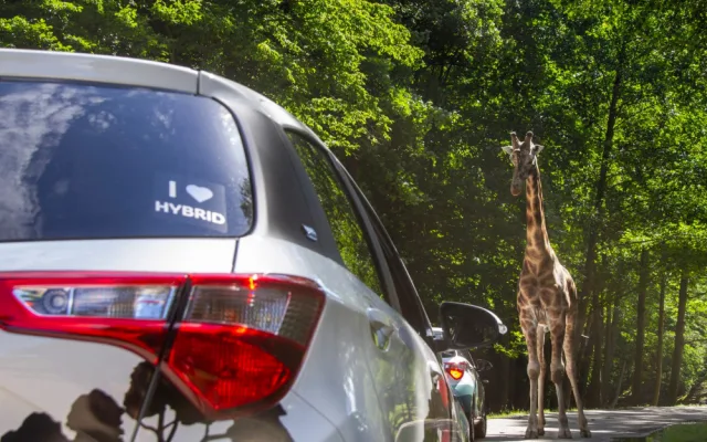Safari Park během pandemie přišel o 30 milionů korun. I tak se letos narodilo 630 mláďat