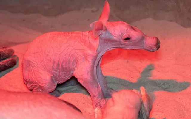 (c) Lukáš Pavlačík