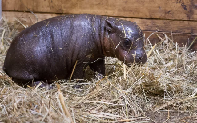 Safari Park slaví další úspěch. Během půl roku se narodilo už druhé mládě hrošíka liberijského