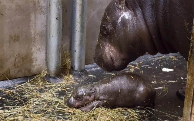 Safari Park slaví další úspěch. Během půl roku se narodilo už druhé mládě hrošíka liberijského