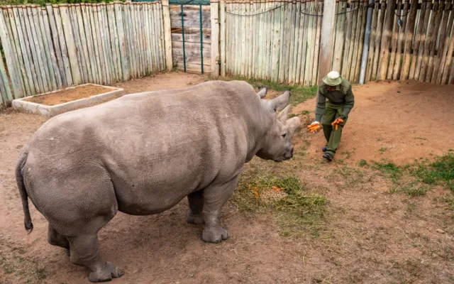 Vědci z východočeské zoo vytvořili další čtyři embrya ohrožených nosorožců. Celkem jich mají devět