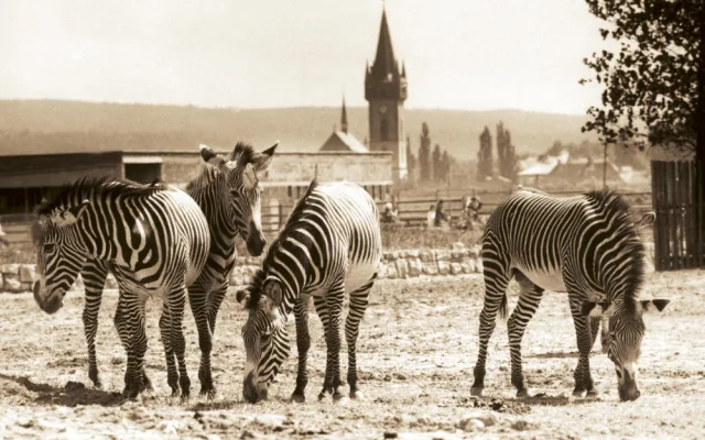 Safari Park ve Dvoře Králové dnes slaví 75 let. Prohlédněte si dobové fotografie