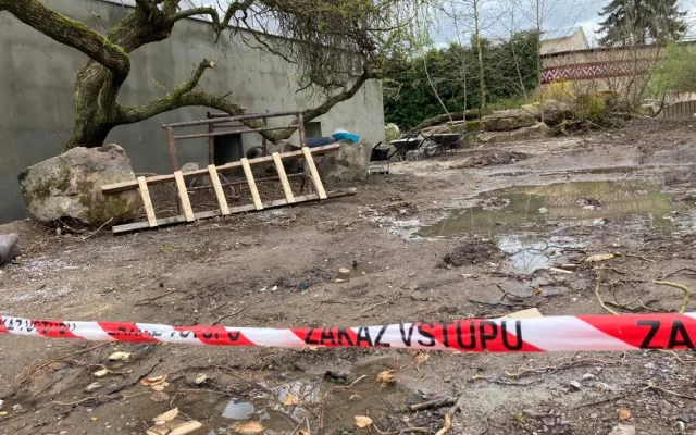 Safari Park ve Dvoře Králové chce chovat tučňáky. Staví pro ně speciální pavilon