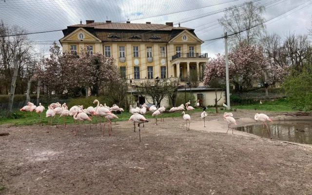 Safari Park ve Dvoře Králové chce chovat tučňáky. Staví pro ně speciální pavilon