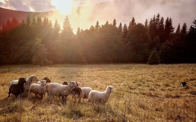Z ajťáka farmářem. Jeroen Aerts odešel z kanceláře, teď pase ovce v Krkonoších