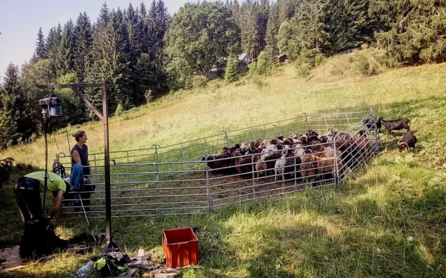 Z ajťáka farmářem. Jeroen Aerts odešel z kanceláře, teď pase ovce v Krkonoších
