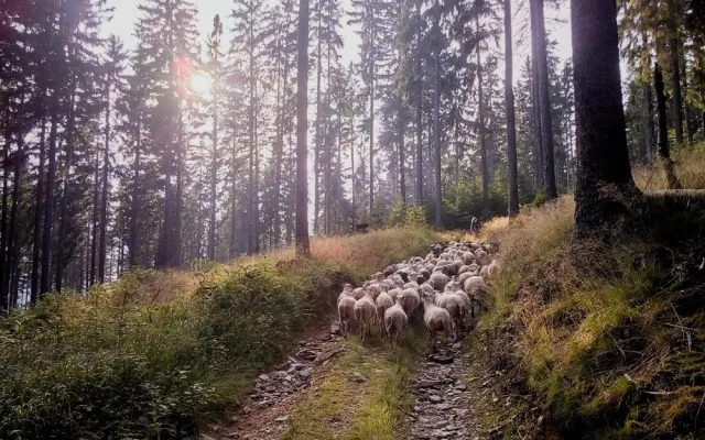 Z ajťáka farmářem. Jeroen Aerts odešel z kanceláře, teď pase ovce v Krkonoších