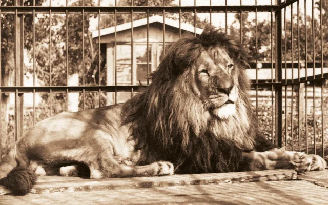 O víkendu slaví Safari Park narozeniny. Zoologická zahrada funguje 75 let