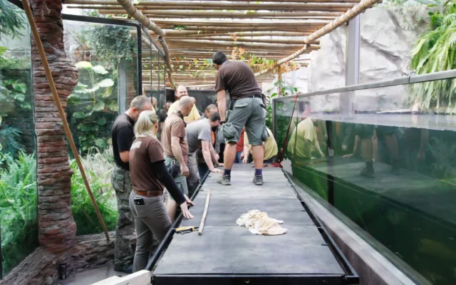 Jak složité je přestěhovat půl tuny těžkého krokodýla? Ze zoo ve Dvoře Králové ho stěhovali kulturisté z posilovny