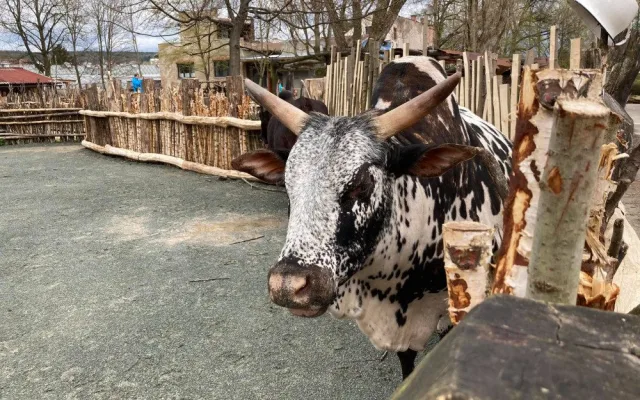 Safari Park hlásí rekordní návštěvnost. Od začátku roku přišlo přes půl milionu návštěvníků